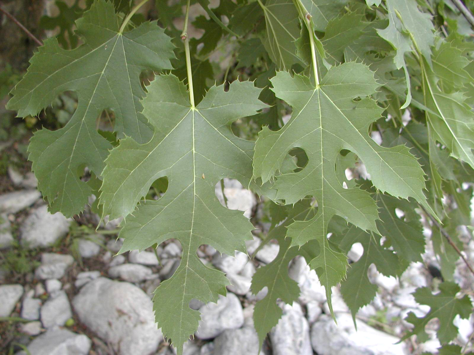  p>蒙桑(学名: i>morus mongolica /i> (bur.) schneid.