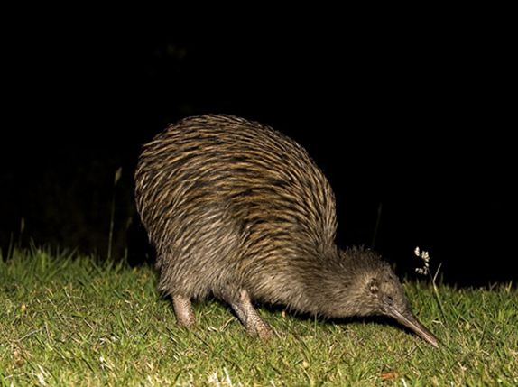  p>褐几维鸟(学名: i>apteryx australis /i>)又译为 a target="