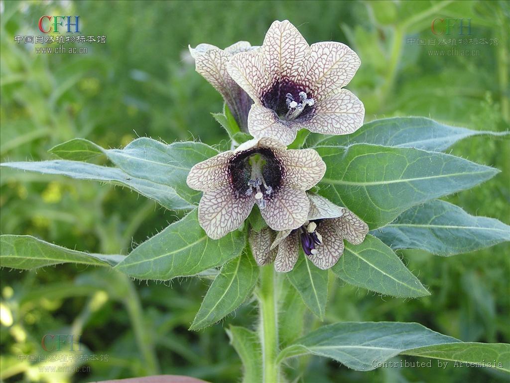  p> a target="_blank" href="/item/唐古特莨菪">唐古特莨菪 /a>