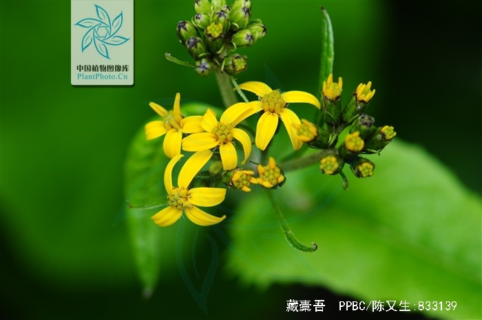 瘦果狭倒披针形,具肋,光滑.花果期7-10月. /p>