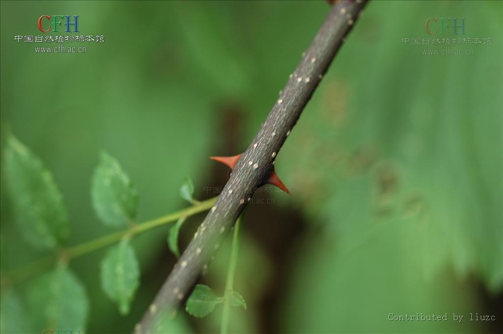 33239" data-lemmaid="33239">乔木 /a>;高可达7米的茎干上的刺常早落