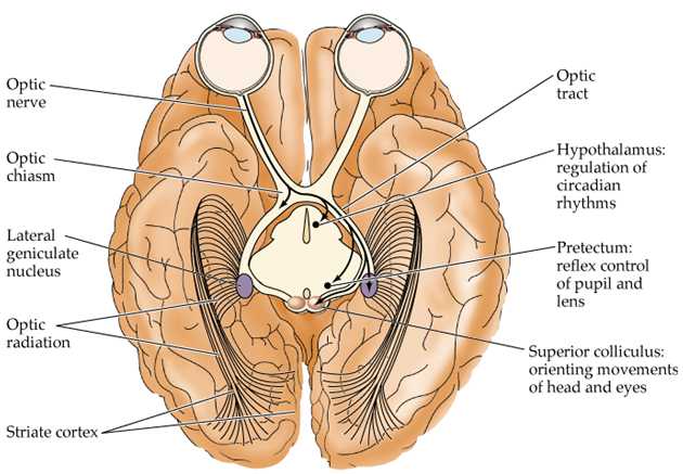 外侧膝状体位于 a href="#" data-lemmaid="3235812">丘脑 /a>后部,在