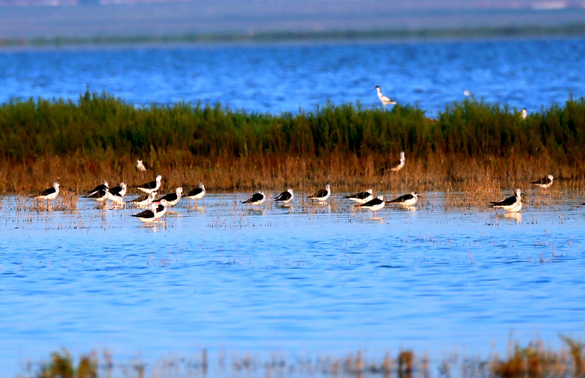  p>黄旗海位于内蒙古自治区乌兰察布市察哈尔右翼前旗境内,东西长约20