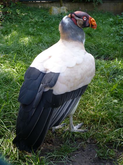  p>王鹫(学名:sarcoramphus papa),又名国王秃鹫,是大型食腐鸟类.