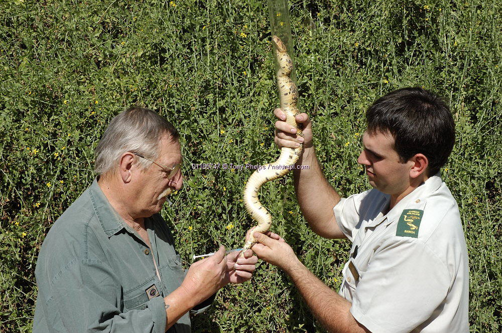 arietans),又名 a target="_blank" href="/item/鼓腹蝰蛇/1898046"