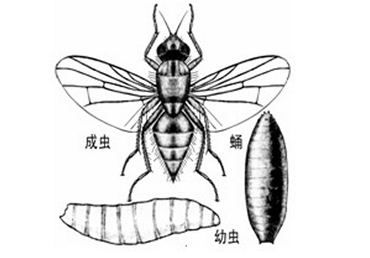  p>落叶松球果花蝇,属双翅目(diptera ),花蝇科(anthomyiidae ).