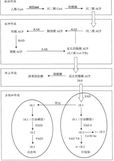 合成代謝