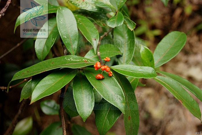 ruan),是 a target="_blank" href="/item/巴戟天属/8486337" data