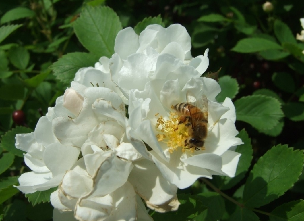  p>矮蔷薇(rosa nanothamnus bouleng)落叶灌木,植株丛生,蔓延或攀援