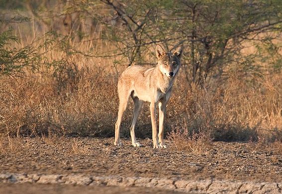  p>伊朗狼(学名: i>canis lupus pallipes /i>)是灰狼的亚种之一,该