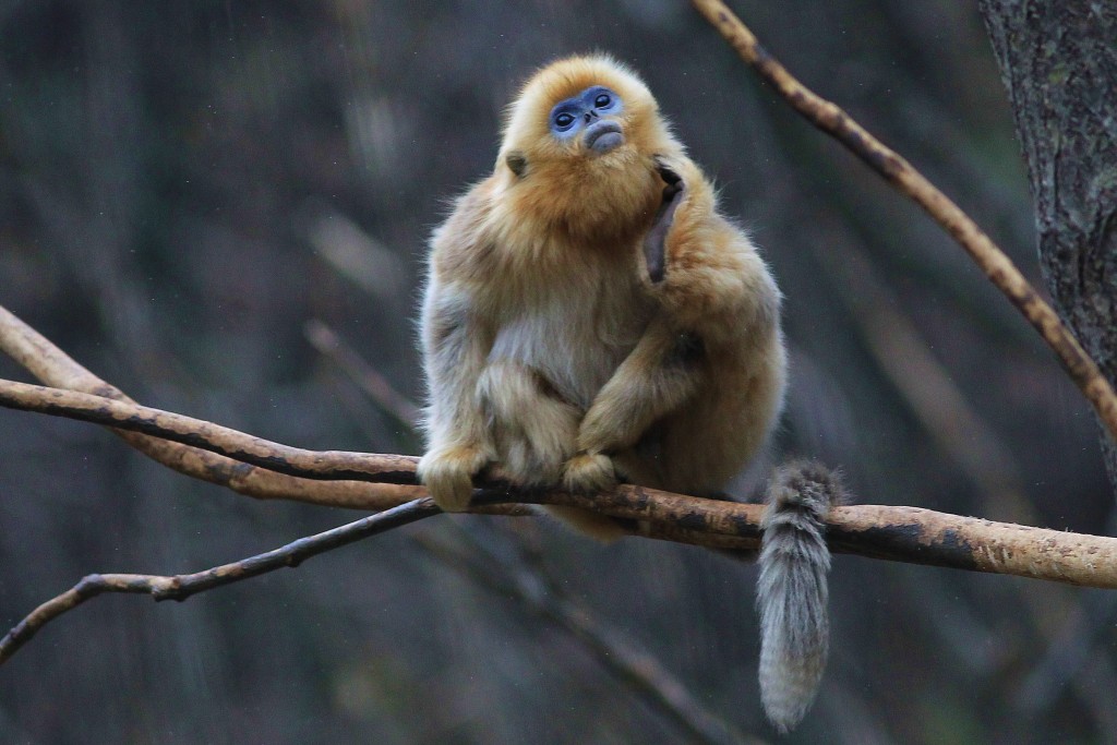 金丝猴