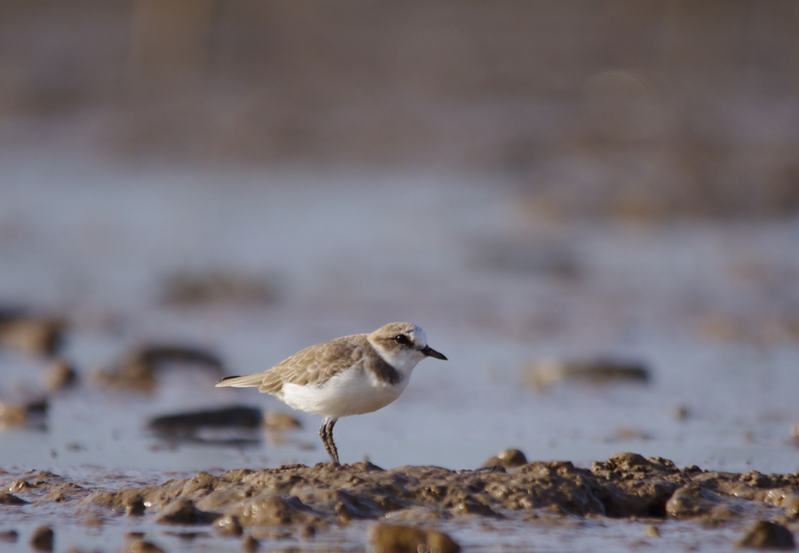charadrius mongolus atrifrons