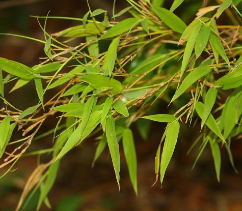  p> a href="#" data-lemmaid="2592874"> /a>毛金竹(学名: i>