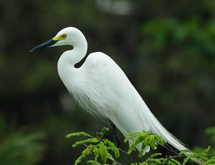  p>中白鹭(学名: i>ardea intermedia /i>)是中型 a target="_blank"