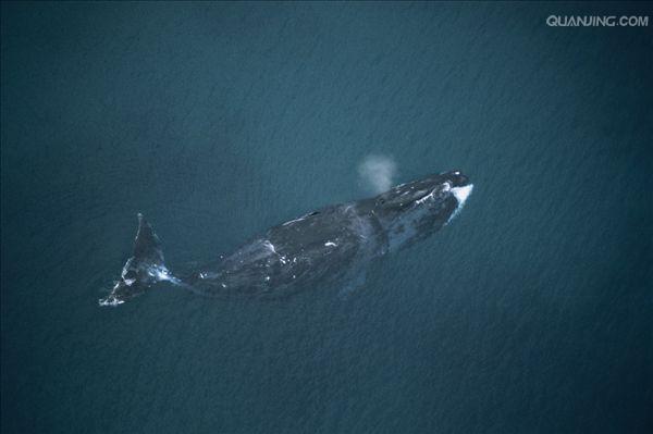弓头鲸