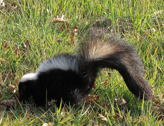  p>条纹臭鼬(学名: i>mephitis mephitis /i>)共有21个亚种,有醒目的