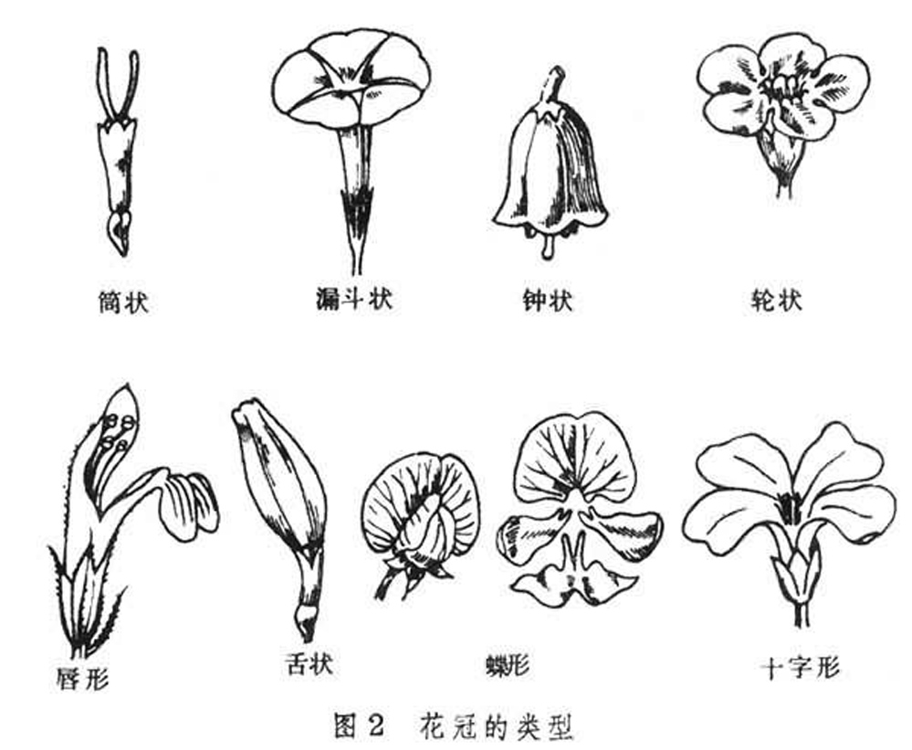 雄蕊群