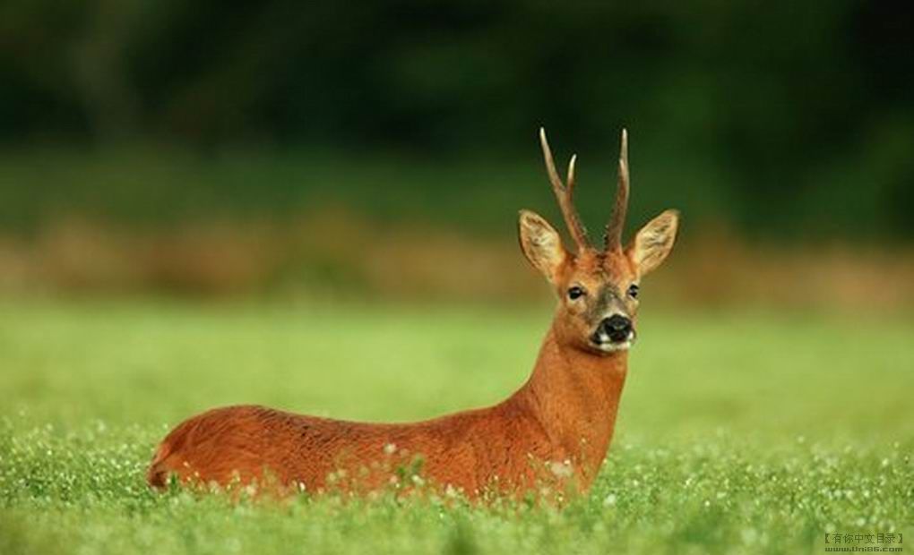  p>原麝(学名: i>moschus moschiferus /i>),俗称香獐子,是麝科,麝属