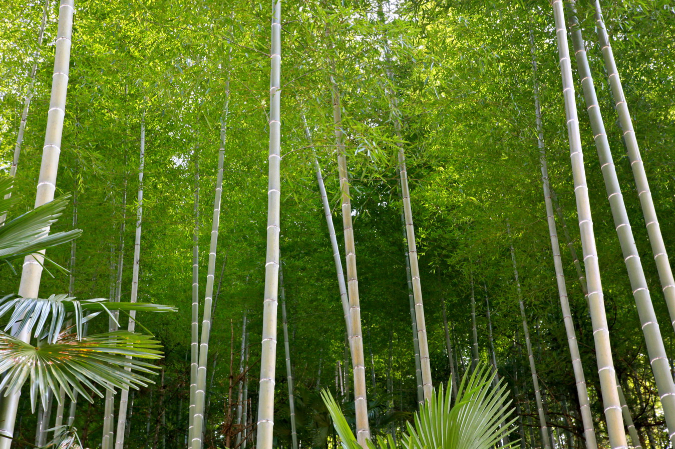  p>毛竿黄竹(学名:dendrocalamus membranaceus)为禾本目 a target="