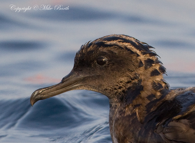 sooty shearwater