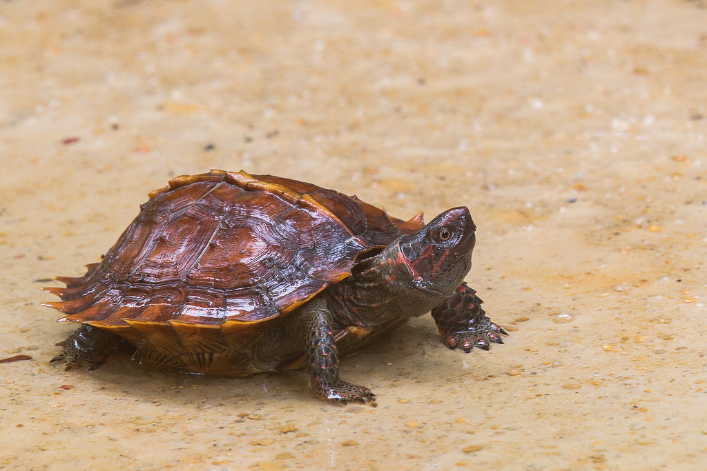  p>又名刺山龟(spinyturtle),背甲的长度在175mm到220mm,体重1.