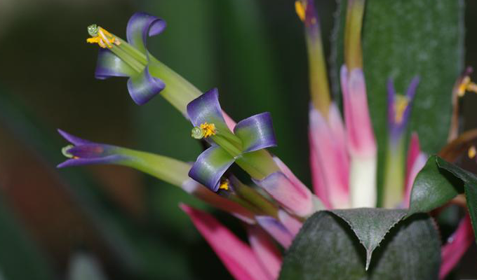  p>水塔花属,billbergia thunb.