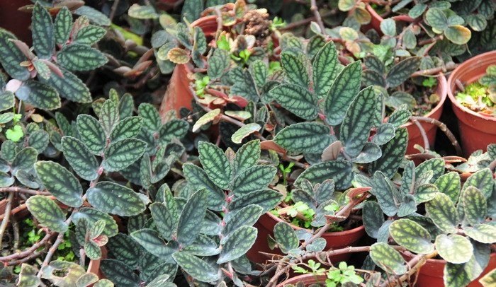  p data-id="tbjc0mxgltij">吐烟花( i>pellionia repens /i> (lour.