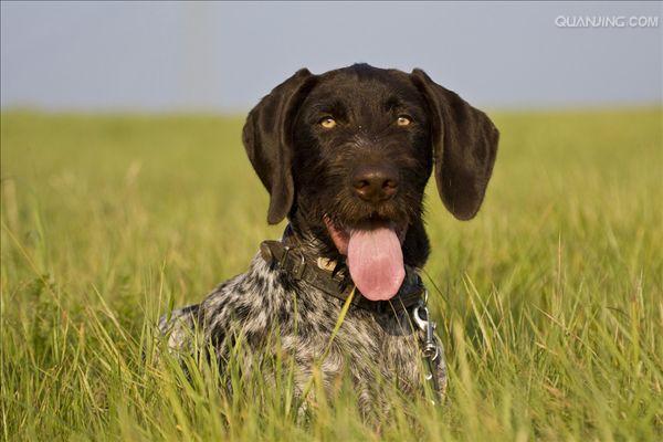  p>沙克犬,又称猎羚犬或拉伯狩猎犬或波斯灵提或者沙路奇猎犬.