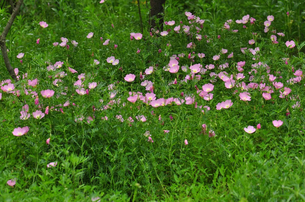 href="/item/桃金娘目">桃金娘目 /a>柳叶菜科 a target="_blank"