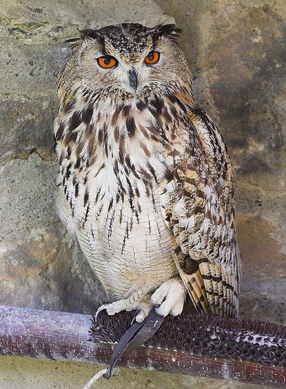  p>雕鸮【diāo xiāo】(学名: i>bubo bubo /i>):亦称雕枭.