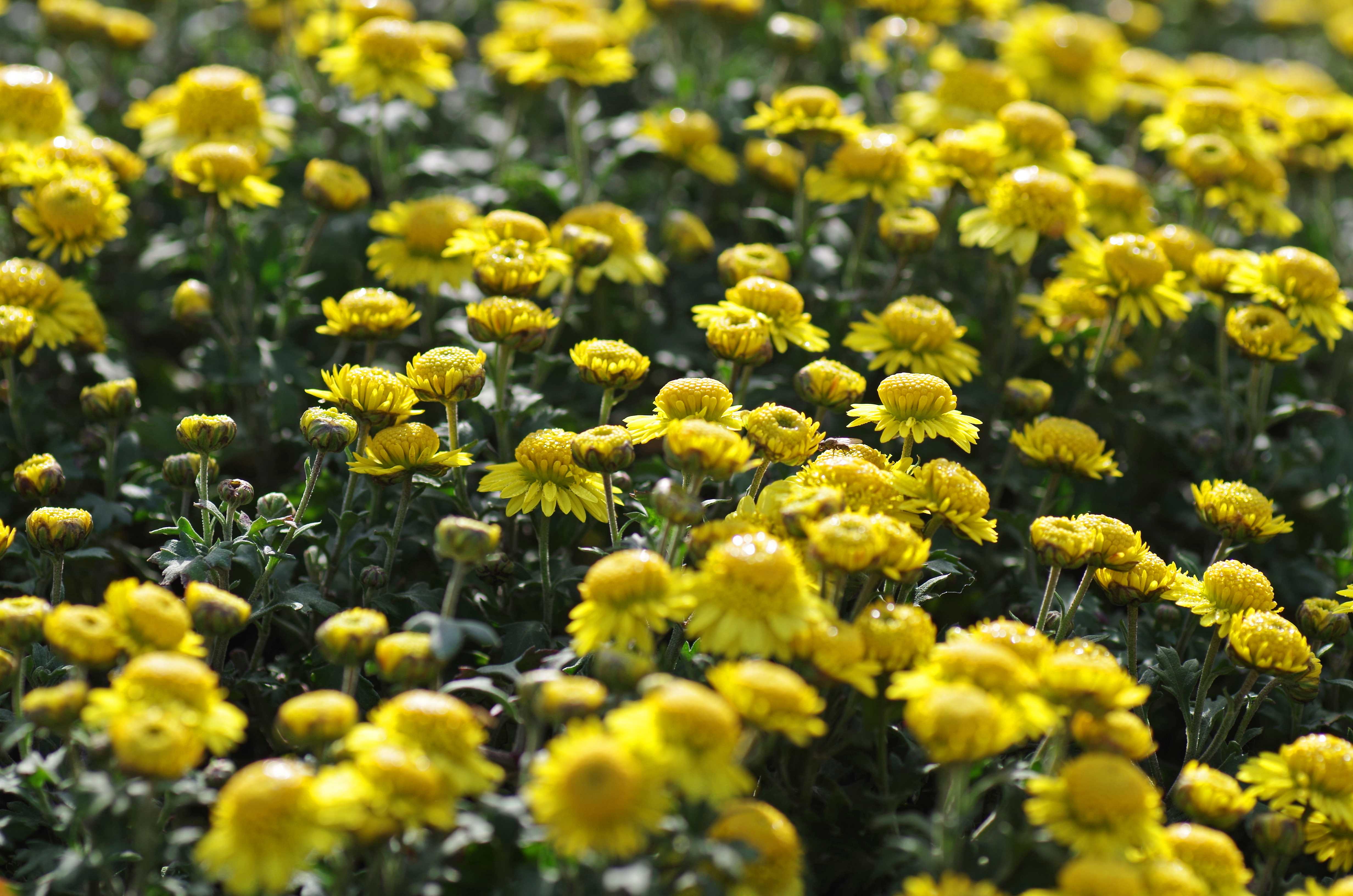 crossostephium chinense