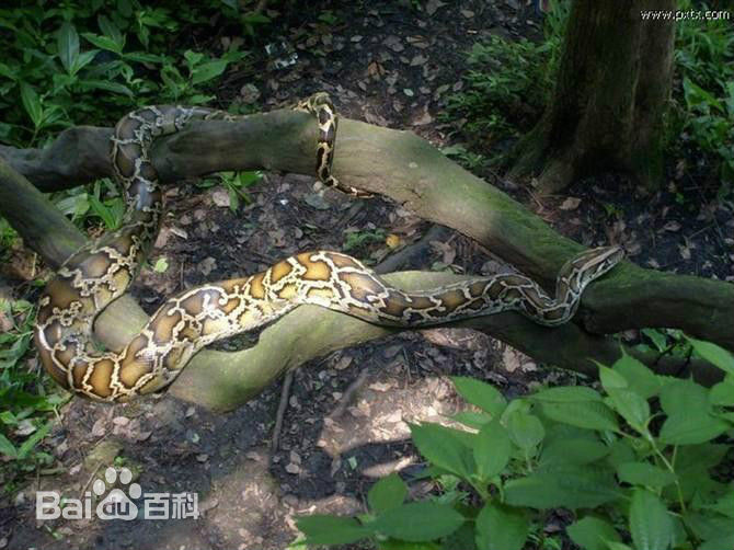  p>缅甸蟒(学名: i>python  bivittatus /i>)也有人称为缅甸岩蟒,又叫