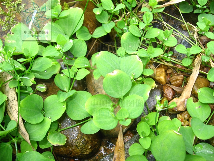  p>荷莲豆草(学名:drymaria diandra blume)是 a target="_blank"