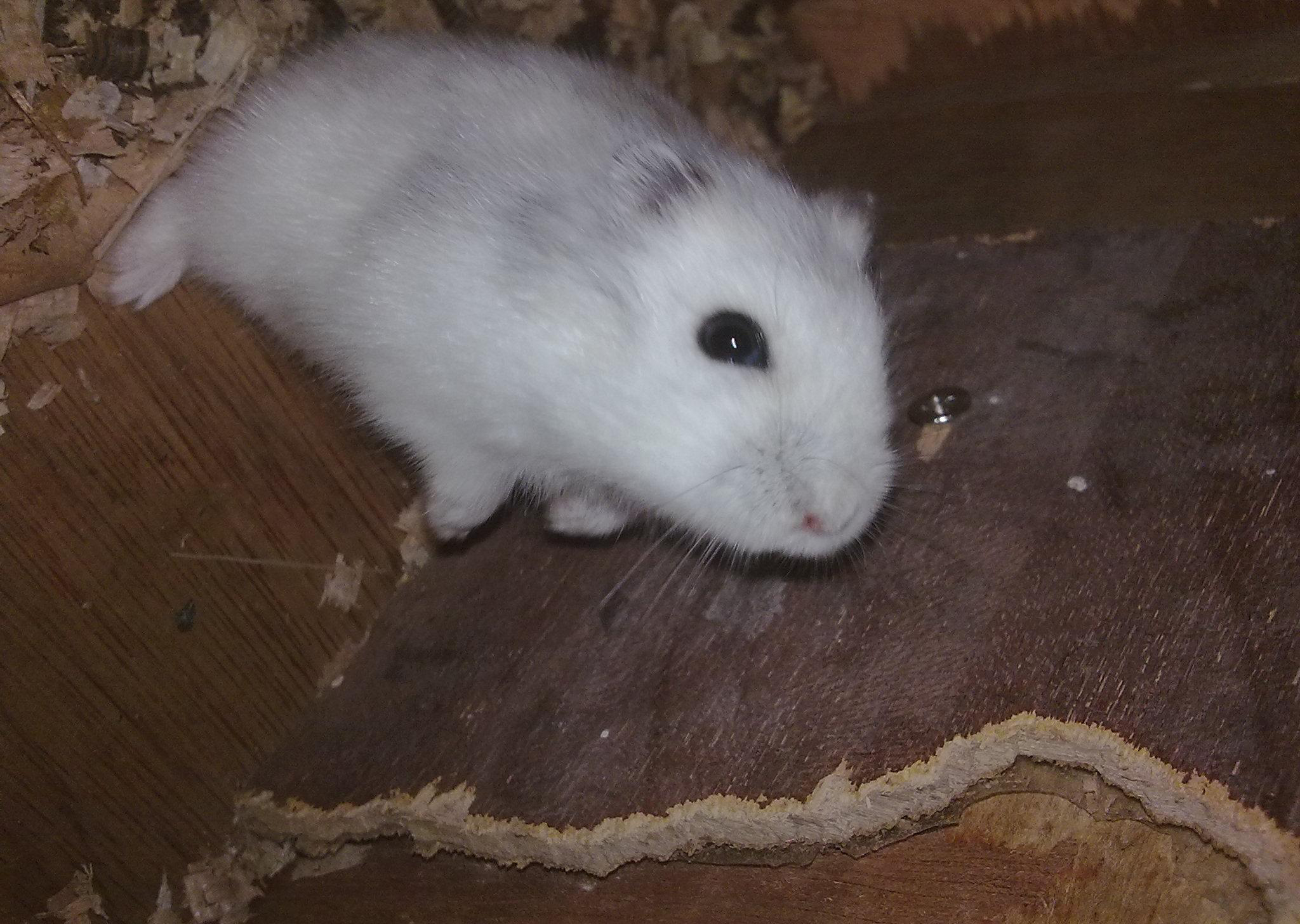 仓鼠—冬白