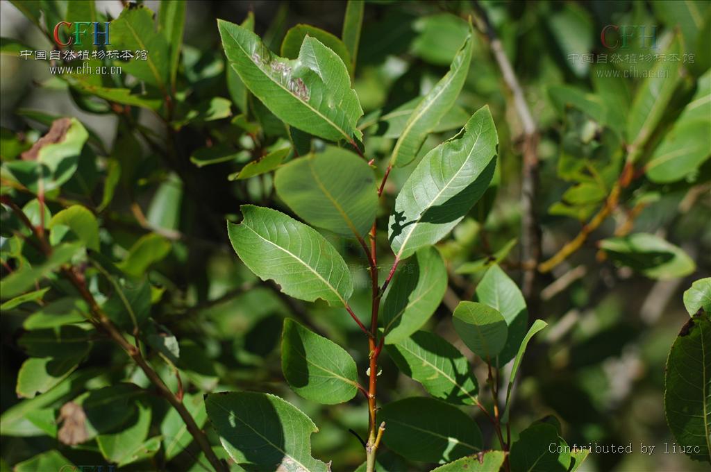  p>腺柳(学名: salix chaenomeloides kimura)小 a href="#" data