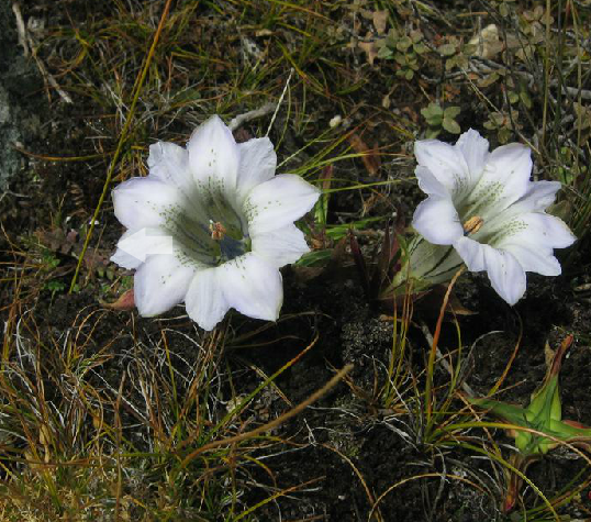  p>大花龙胆( i>gentiana szechenyii /i> kanitz)多年生 a target="