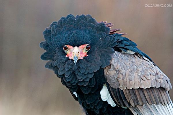  p>短尾雕(学名: i>terathopius ecaudatus /i