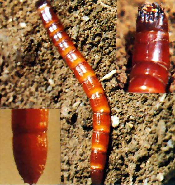  p>金针虫是叩甲(鞘翅目coleoptera叩甲科elateridae)幼虫的通称, 广