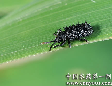  p data-id="gnwsey3lhl">铁甲虫俗称"硬壳虫",是水稻害虫.