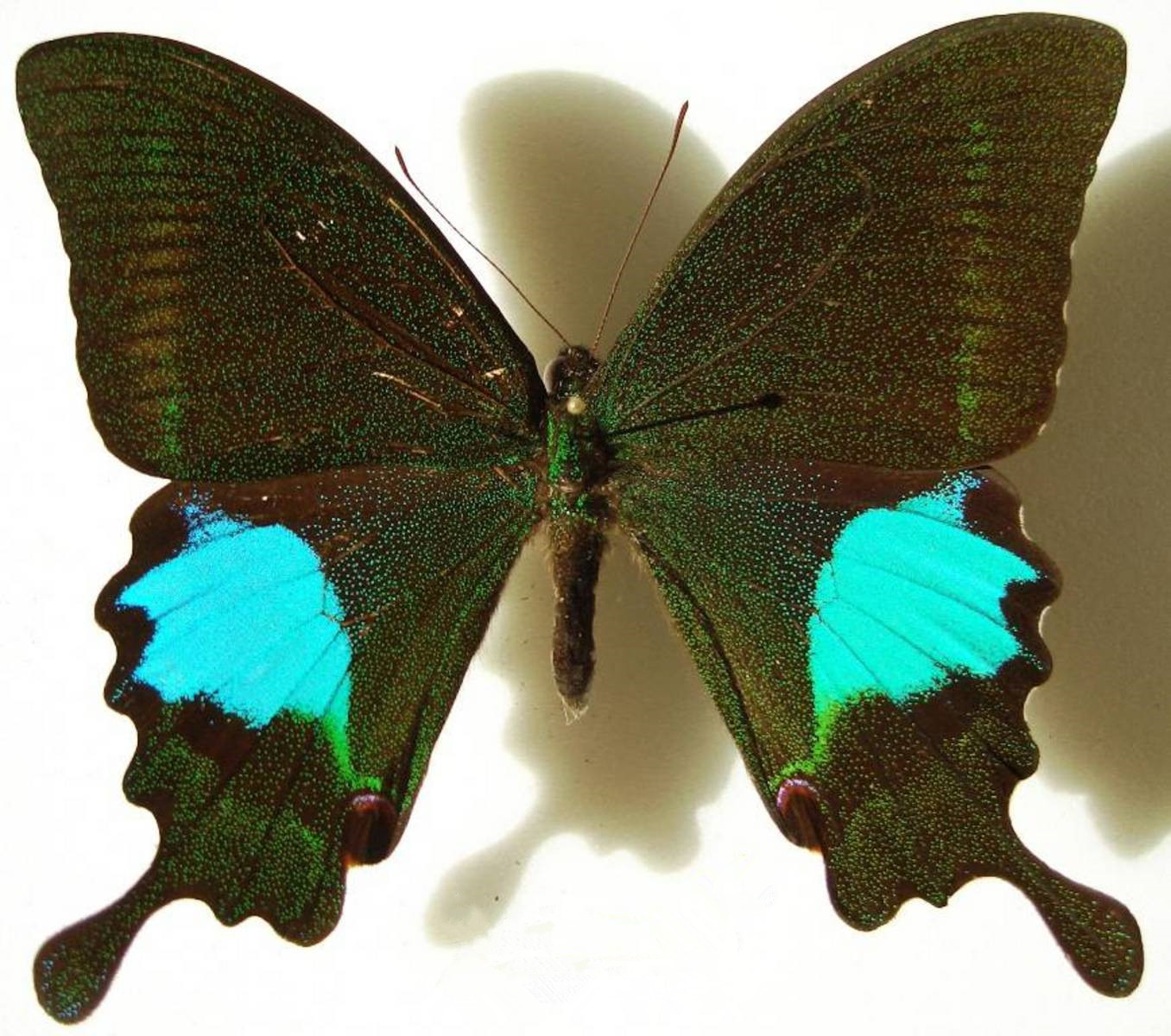  p>巴黎翠凤蝶(学名: i>papilio paris /i>)中型凤蝶,躯体黑褐色,散布