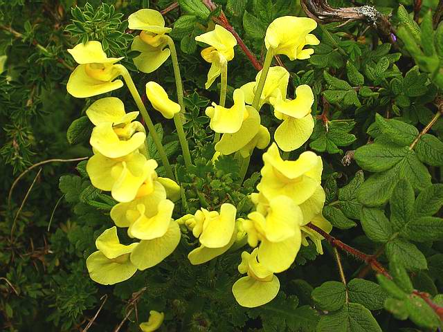 为玄参科植物返顾马先蒿 i>pedicularis /i> i>  /i> i>resupinata /i