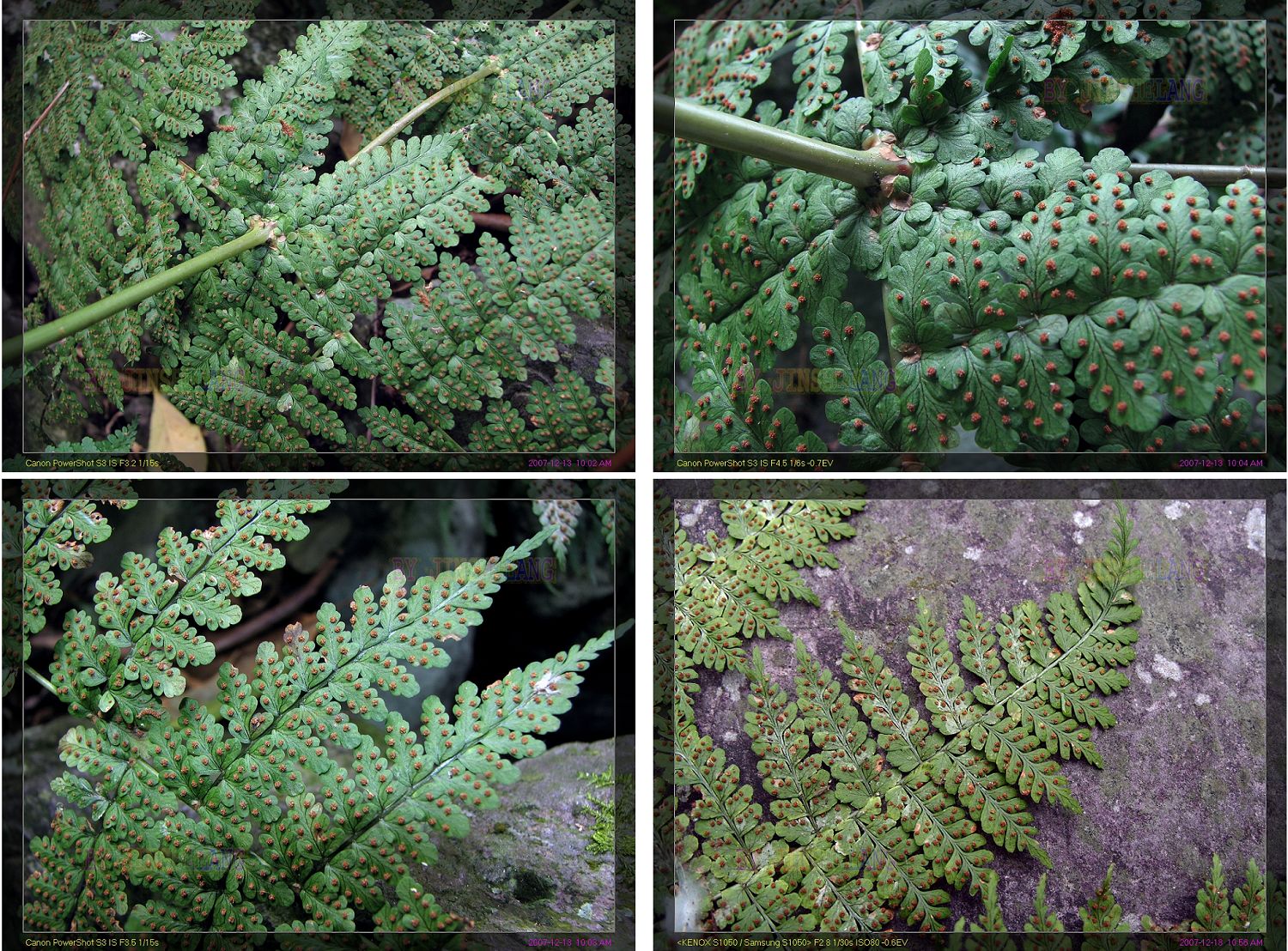  p>鱼鳞蕨植株高常1m以上.