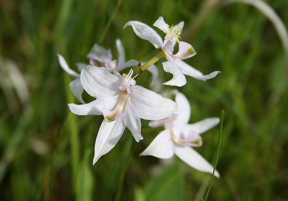  p>美须兰属(学名:calopogon )是 a target="_blank" href="/item/兰