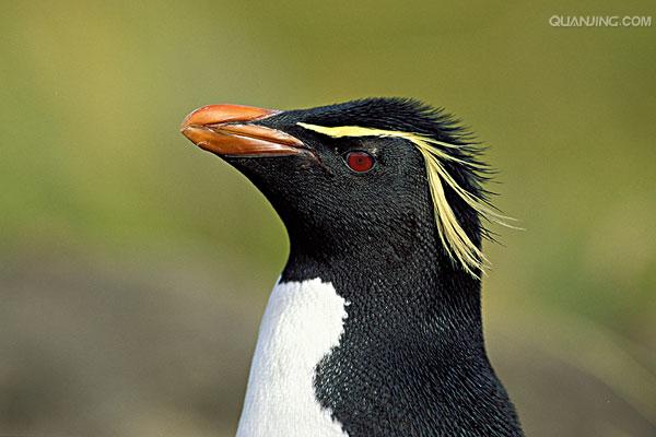  p>冠企鹅属, 是企鹅科的一个属, 也称角企鹅属.