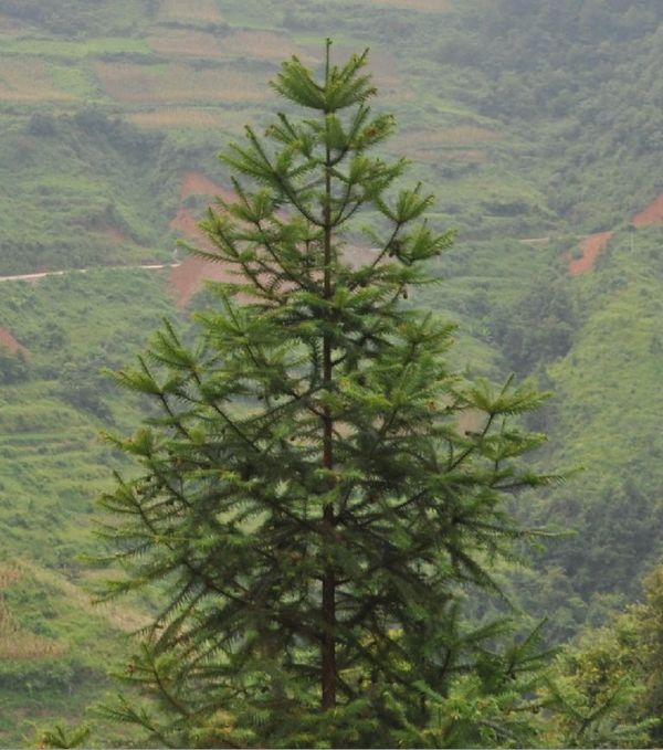 杉松冷杉(沙松)