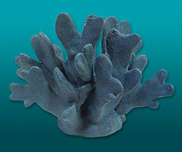 coerulea /i>):俗名 a target="_blank" href="/item/蓝珊瑚">蓝珊瑚 