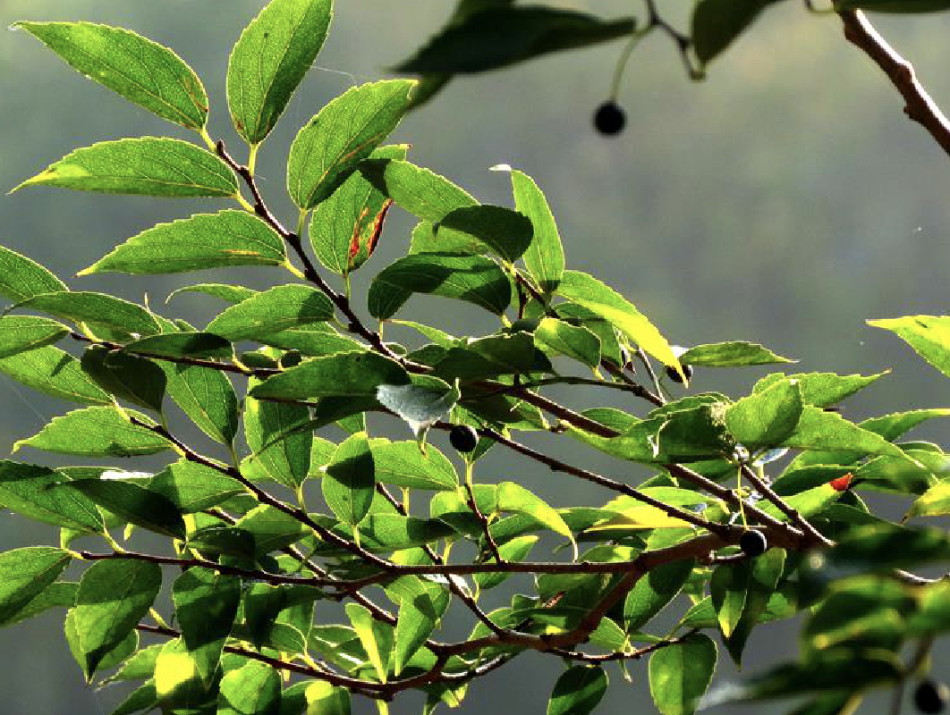  p>黑弹树(学名: i>celtis bungeana /i> bl.