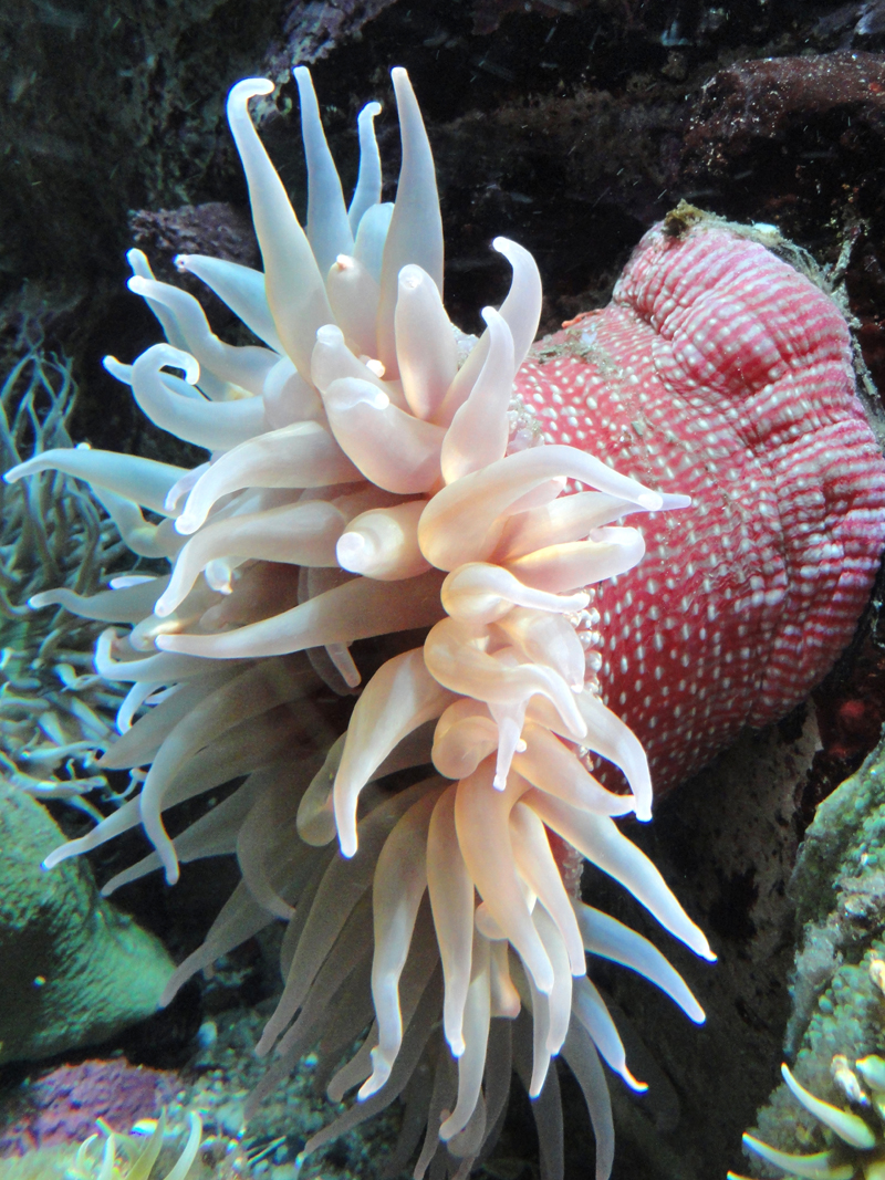  p>北美草莓海葵(学名: i>urticina lofotensis /i>):直径可达10厘米