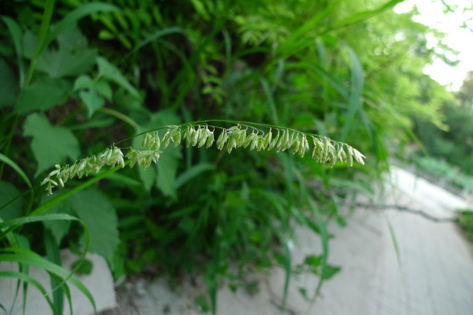  p>大臭草是属于 a href="#" data-lemmaid="15788649">禾本科臭草 /a