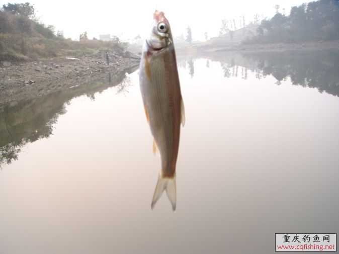 斜颌鲴 /a>, a target="_blank" href="/item/黄尾密鲴">黄尾密鲴 /a>